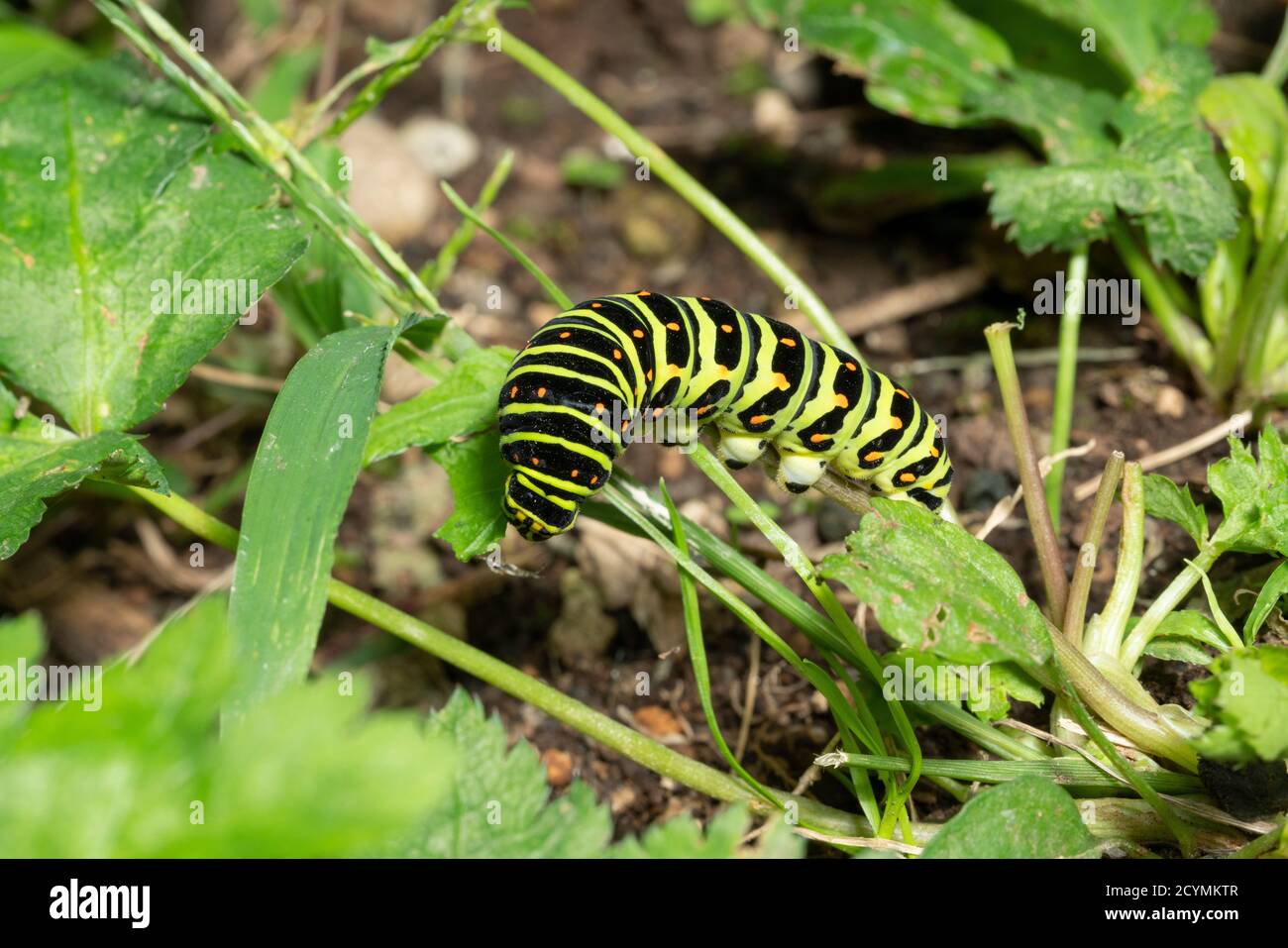 East Asian Wild Parsley Hi Res Stock Photography And Images Alamy