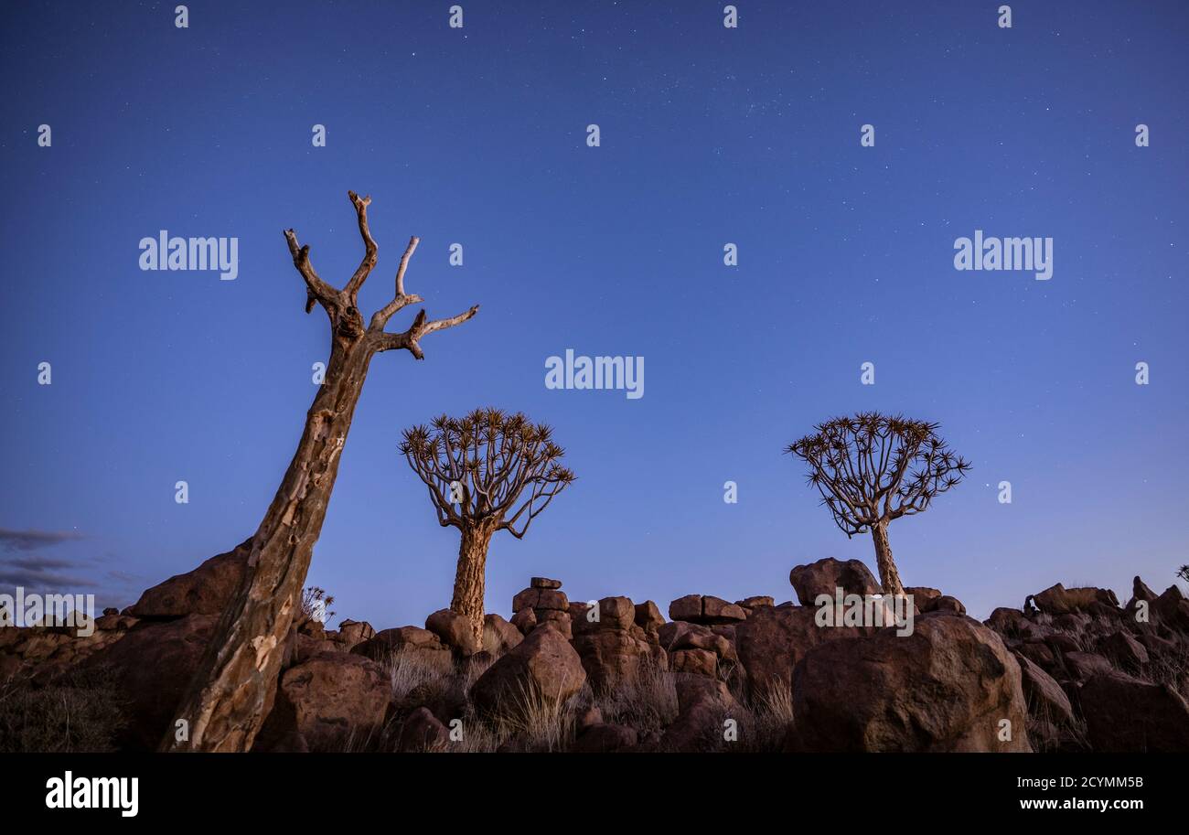 Quivertrees are unique to the deserts of Namibia Stock Photo