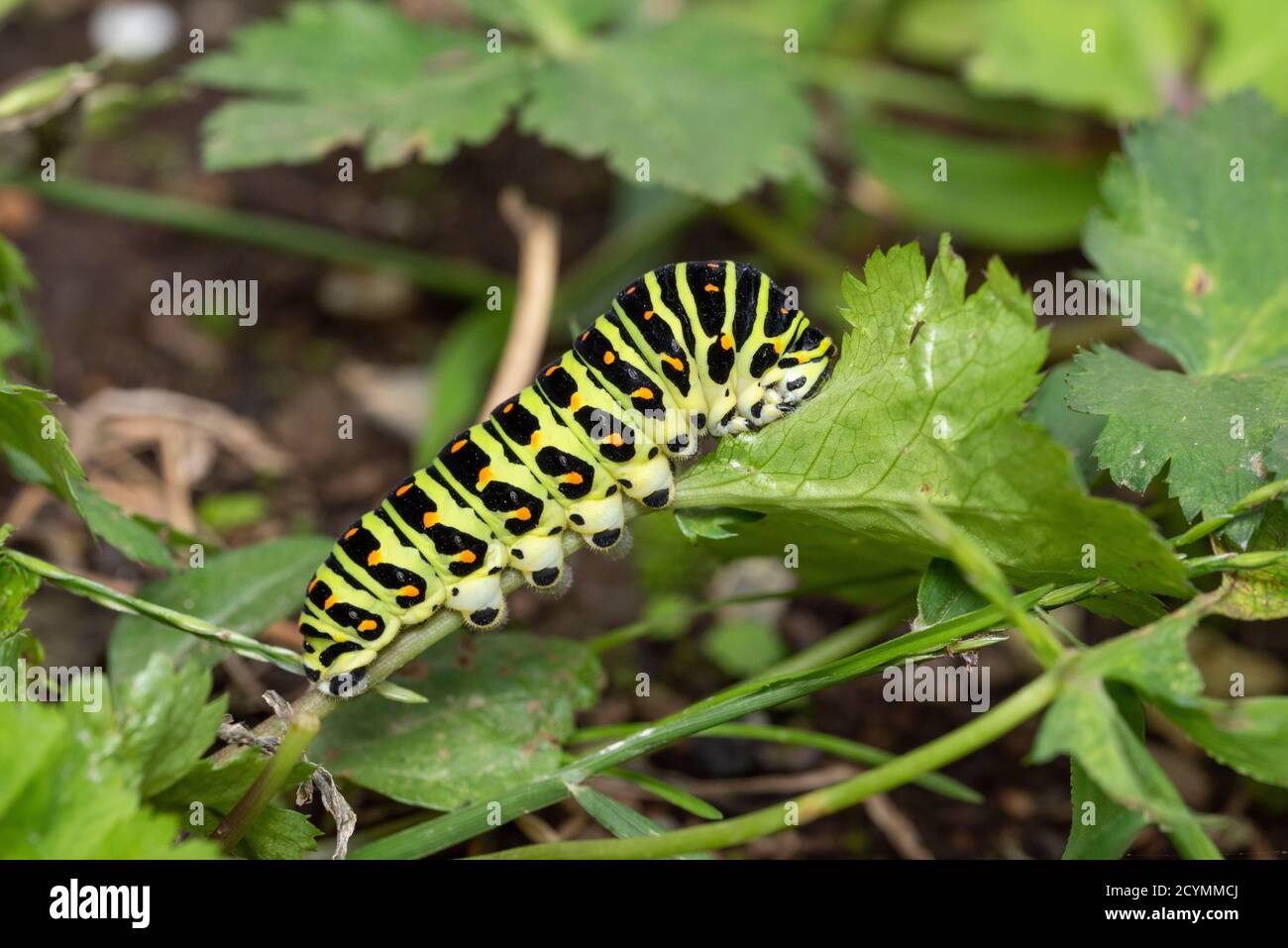 East Asian Wild Parsley Hi Res Stock Photography And Images Alamy