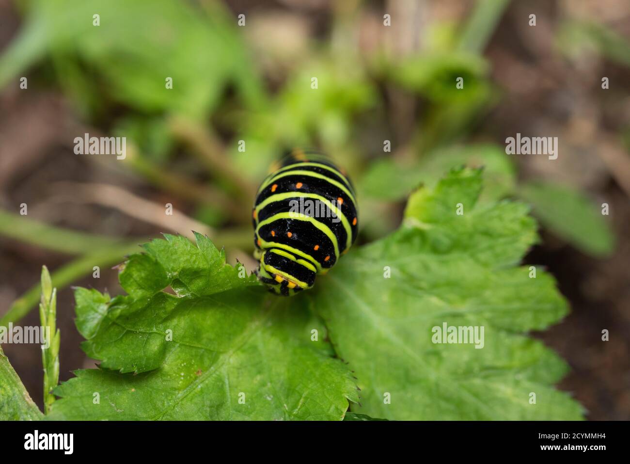 East Asian Wild Parsley Hi Res Stock Photography And Images Alamy