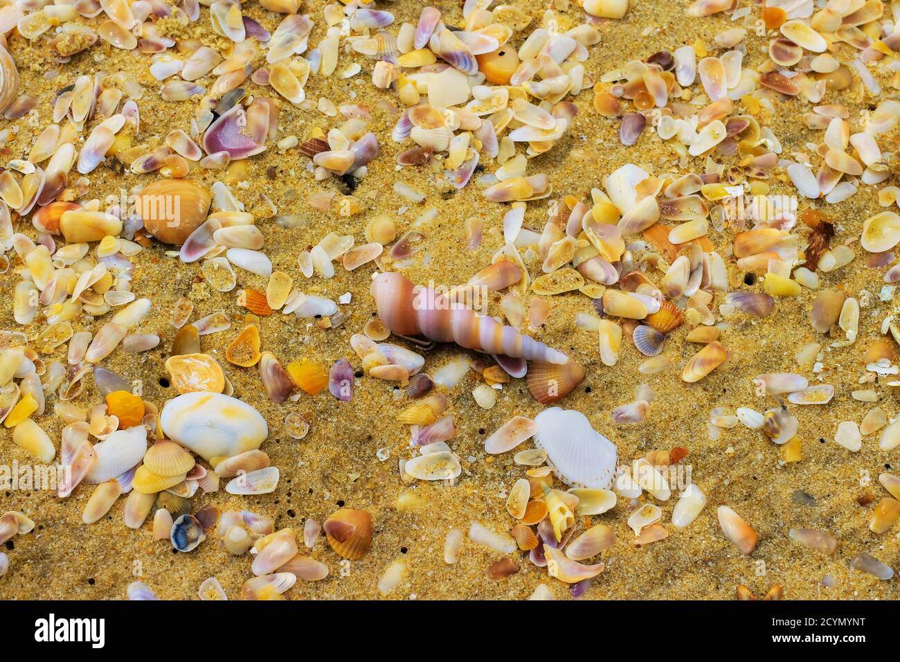 Kerala sea shells hires stock photography and images Alamy