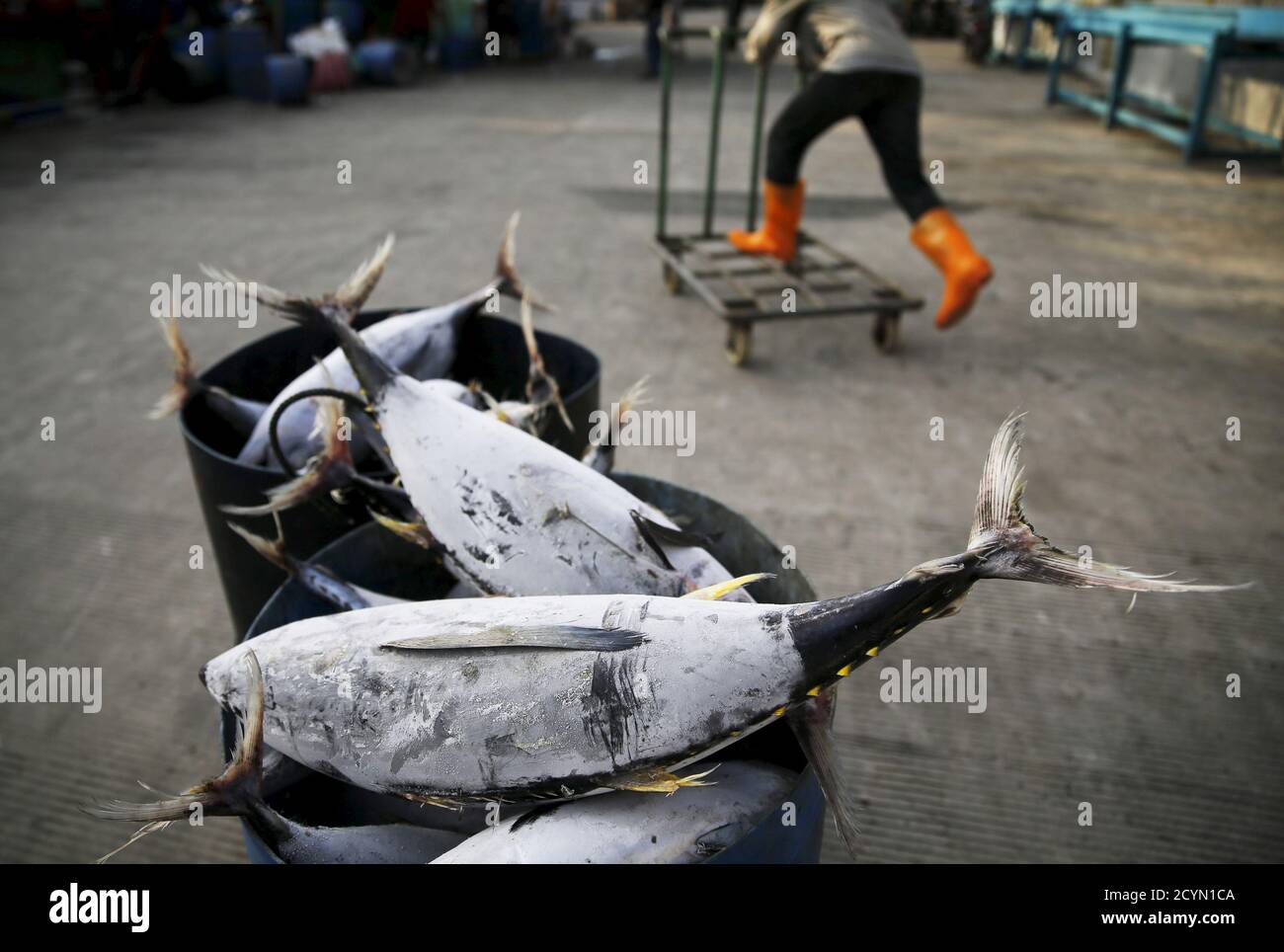 Frozen baby tuna are seen at Muara Baru port in Jakarta, April 13, 2015.   REUTERS/Beawiharta Stock Photo