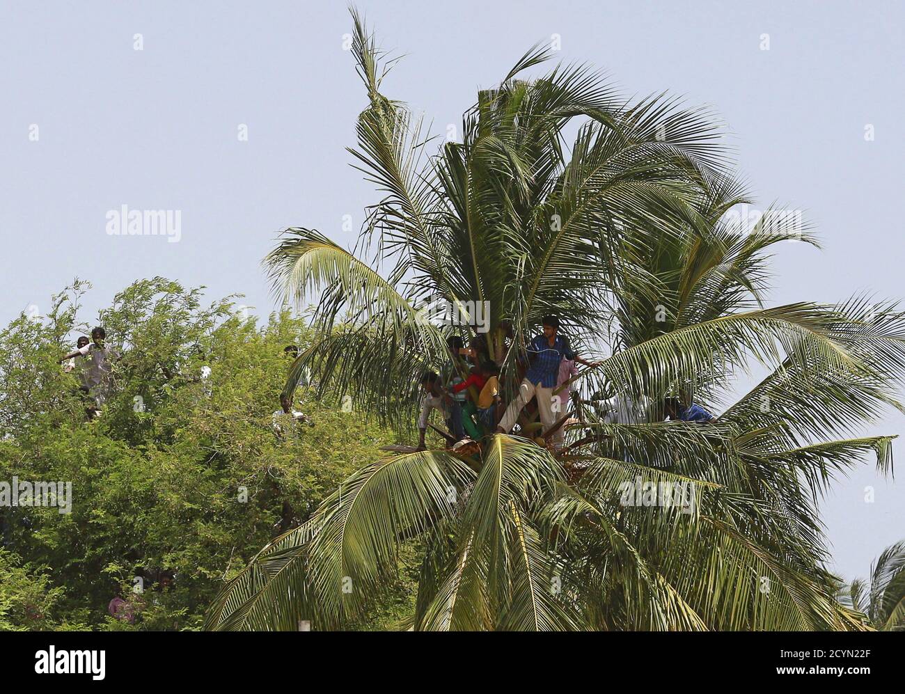 People climb trees as they watch the funeral ceremony of former Indian President A.P.J. Abdul Kalam in Rameswaram, India, July 30, 2015. Kalam, considered the father of the country's missile programme, died on Monday in hospital at the age of 83, a doctor said. Popularly known as 'Missile Man,' Kalam led the scientific team that developed missiles able to carry India's nuclear warheads. He became a national folk hero after helping oversee nuclear tests in 1998 that solidified India's status as a nuclear weapons state. REUTERS/Danish Siddiqui Stock Photo