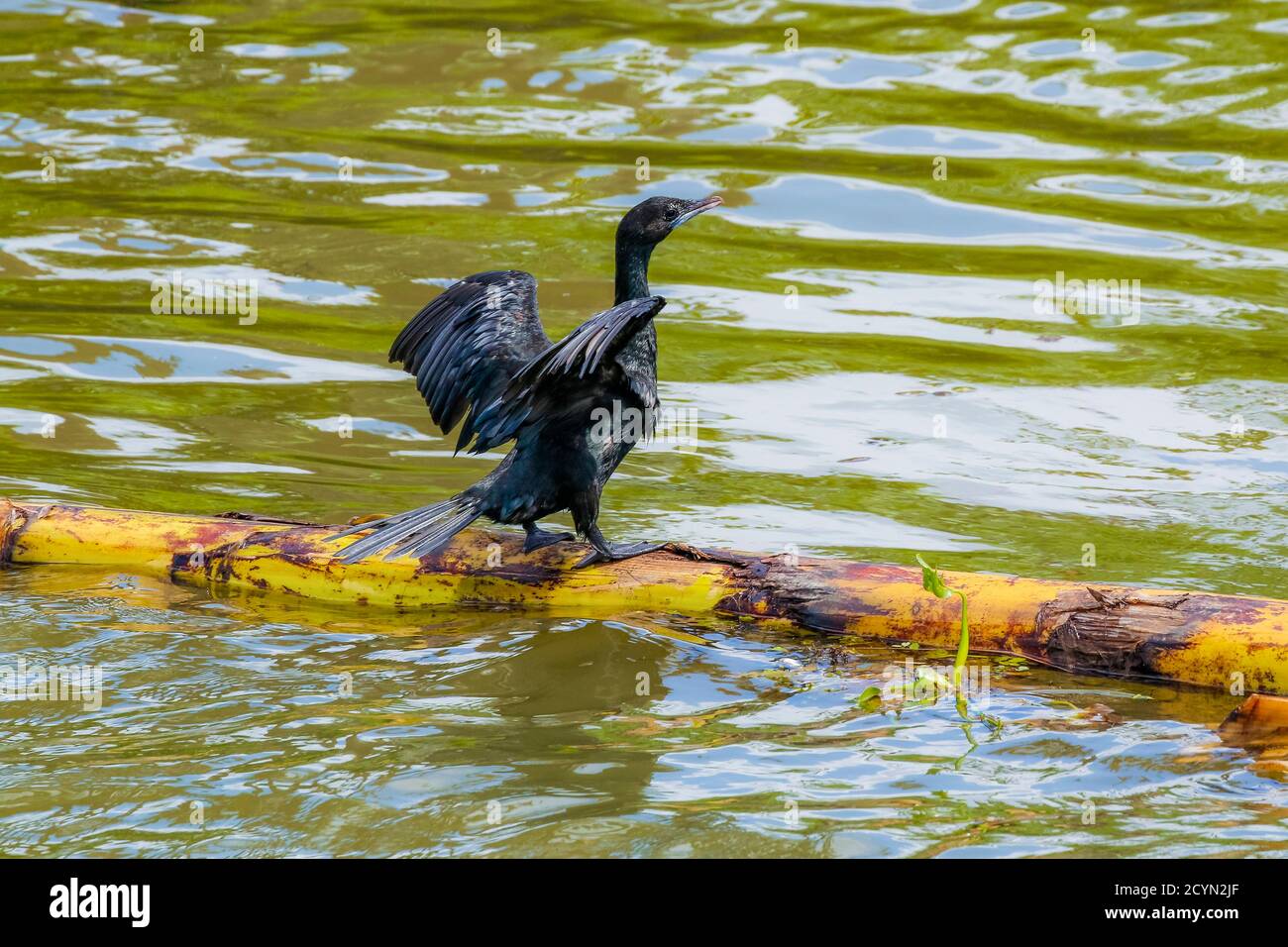 Indian cormorant (Phalacrocorax fuscicollis) on Lake Wembanad, a diving bird common here on the backwaters; Alappuzha (Alleppey), Kerala, India Stock Photo