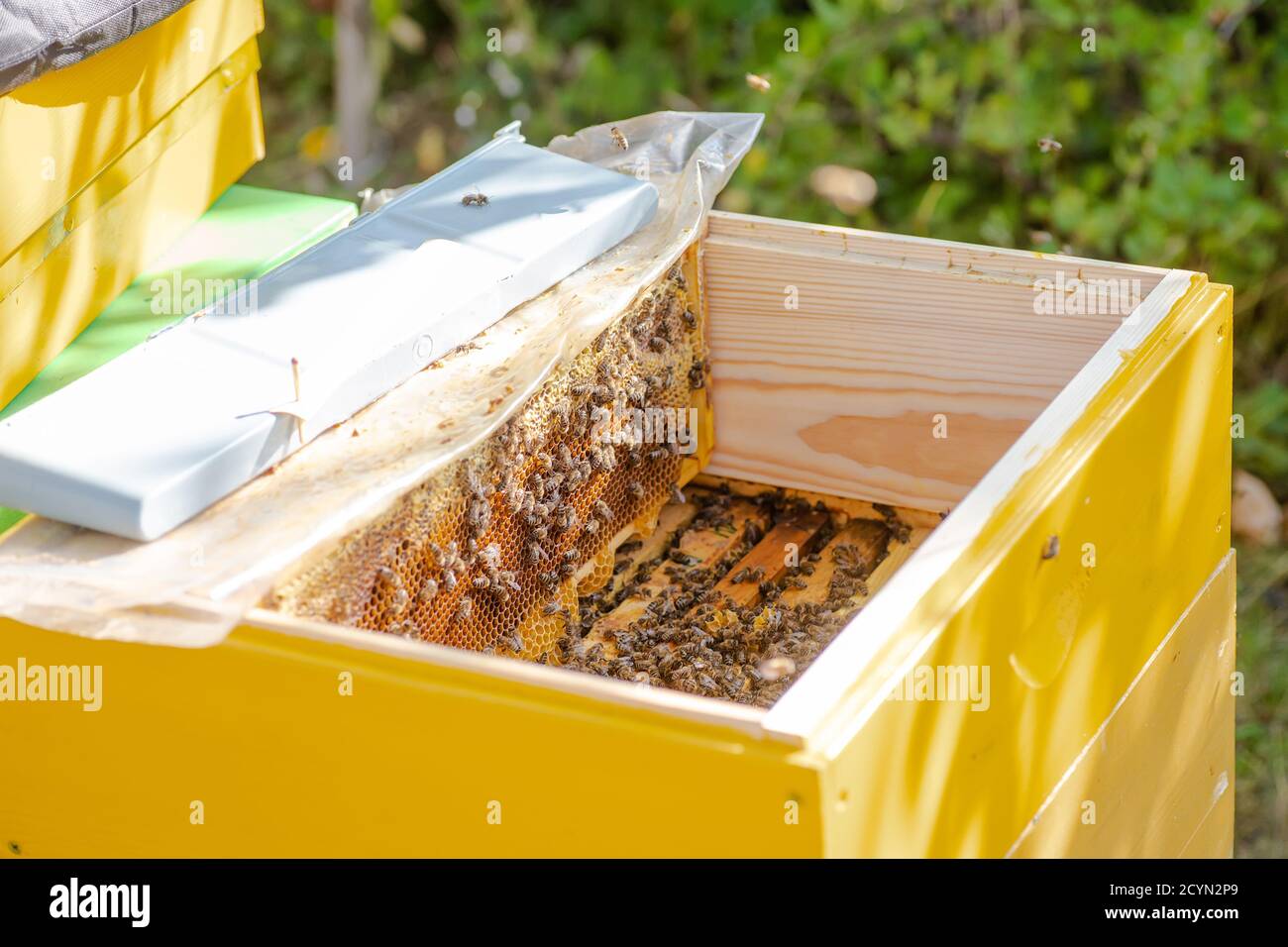 Bee hives in care of bees with and honey bees. beekeeper opened hive to set up an