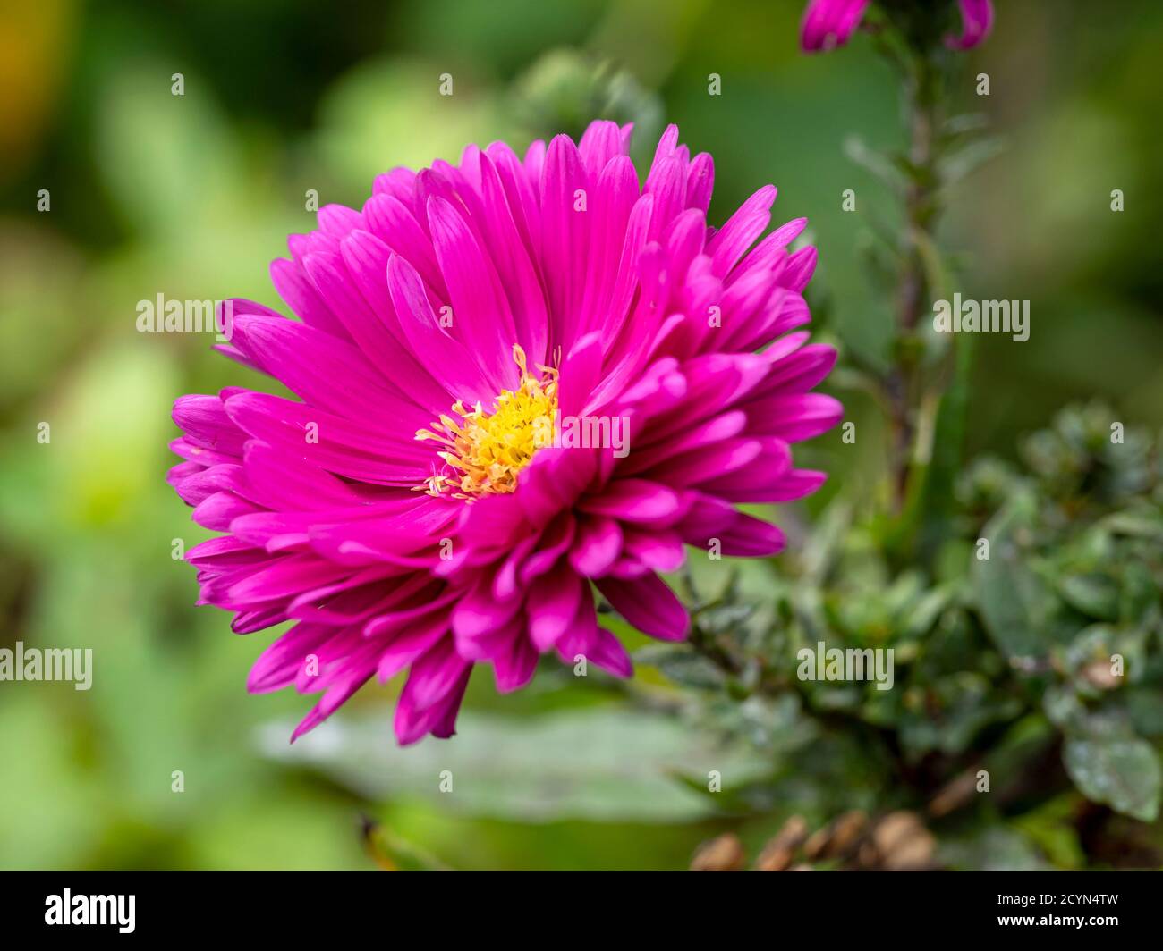 Closeup of a beautiful pink aster flower in a garden, variety Aster novi-belgii Carnival Stock Photo
