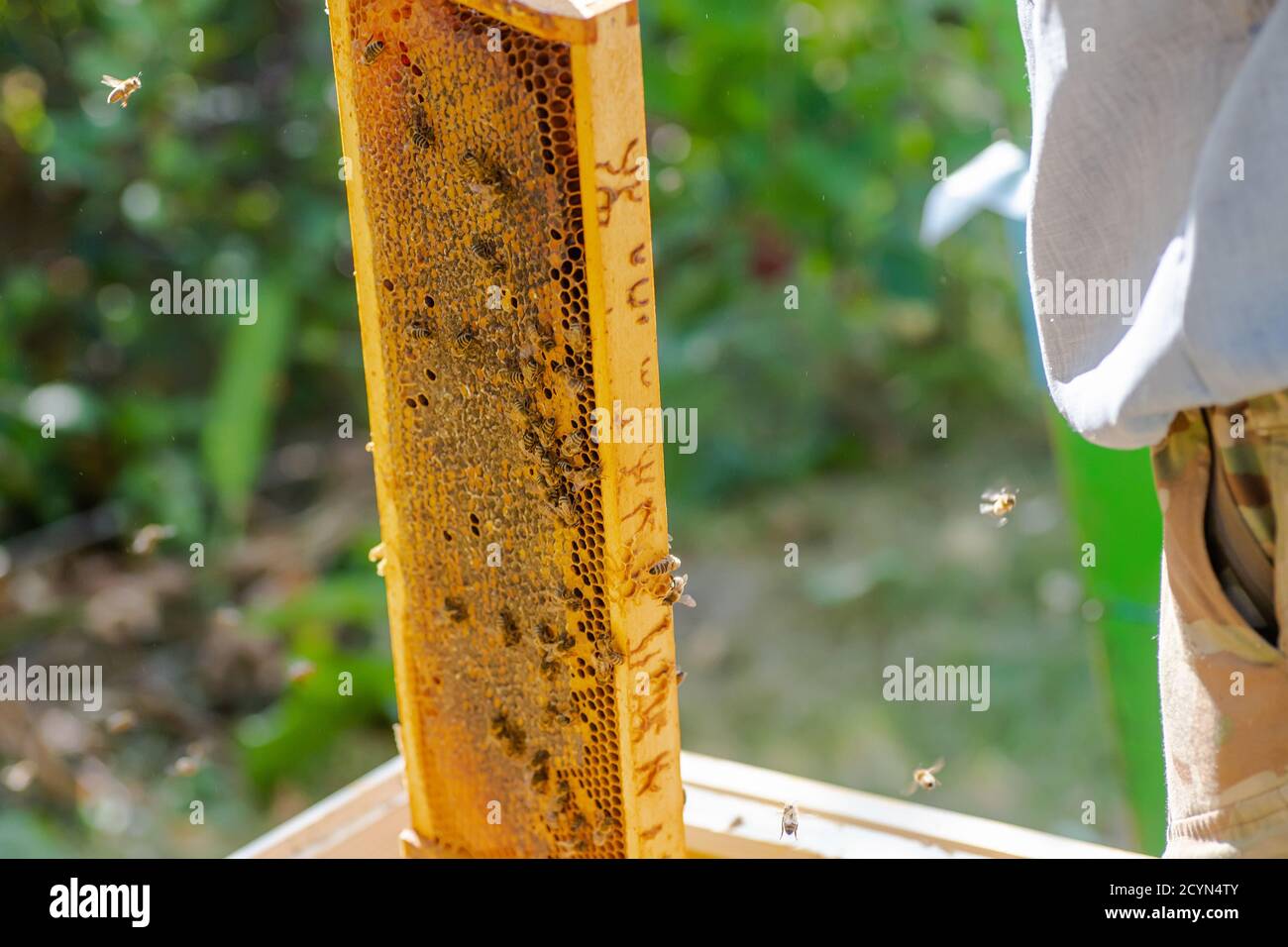 Beekeeper is working with bees and beehives on apiary. Bees on honeycomb. Frames of bee hive. Beekeeping. Honey. Healthy food. Natural products Stock Photo