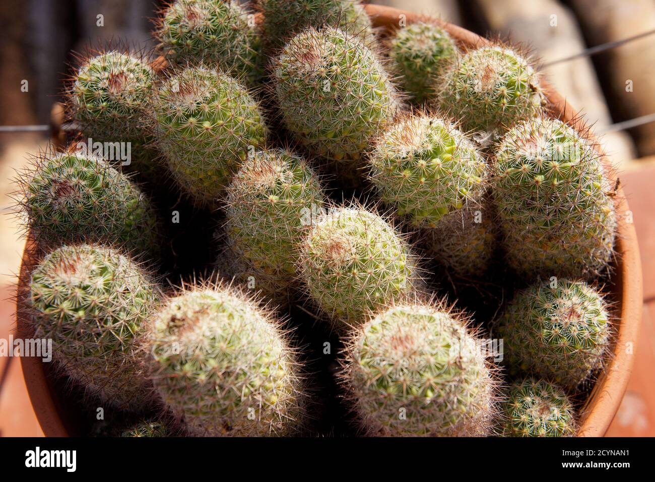 Detail of plants in a garden Stock Photo