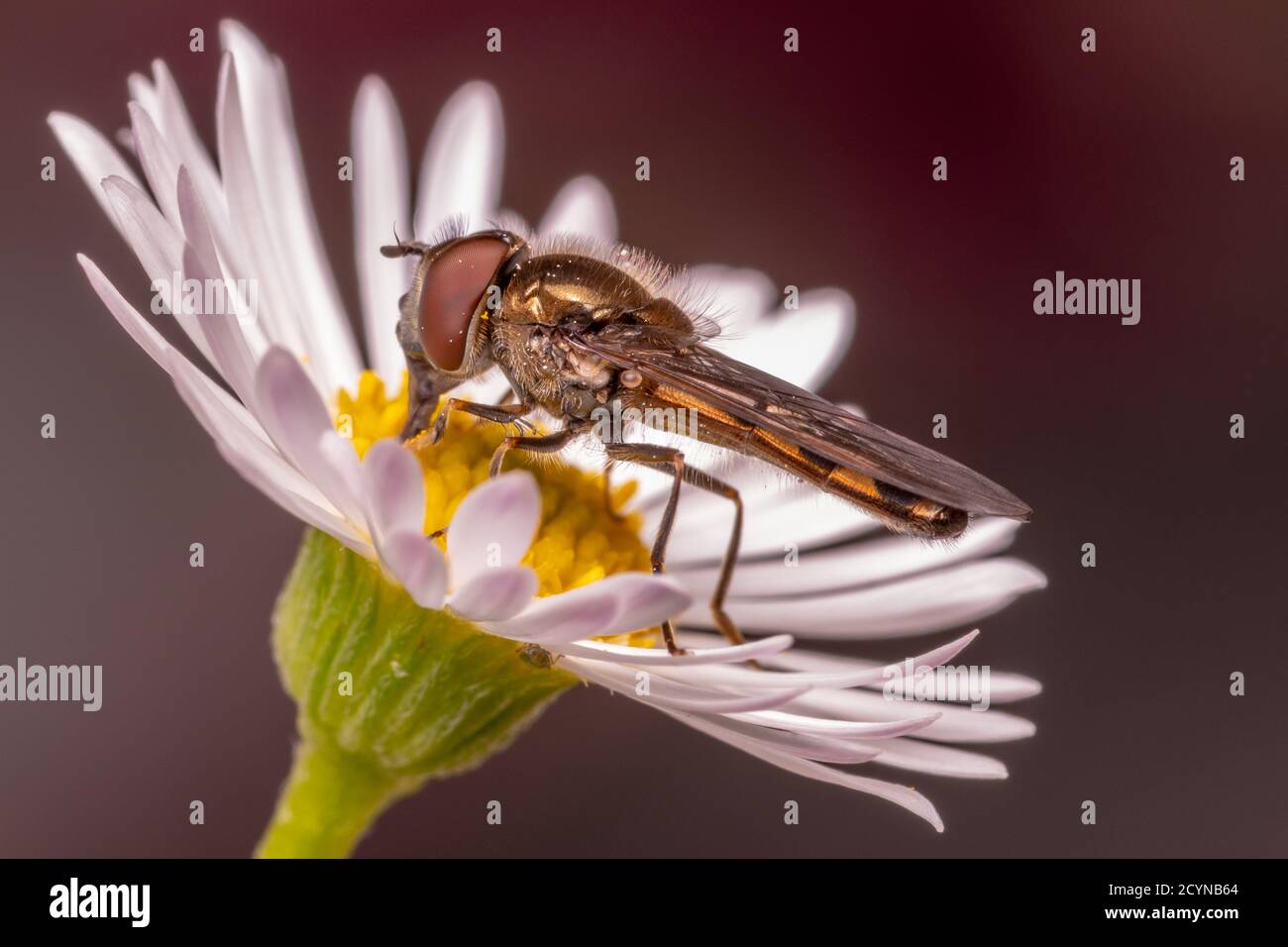 Hover Fly Stock Photo