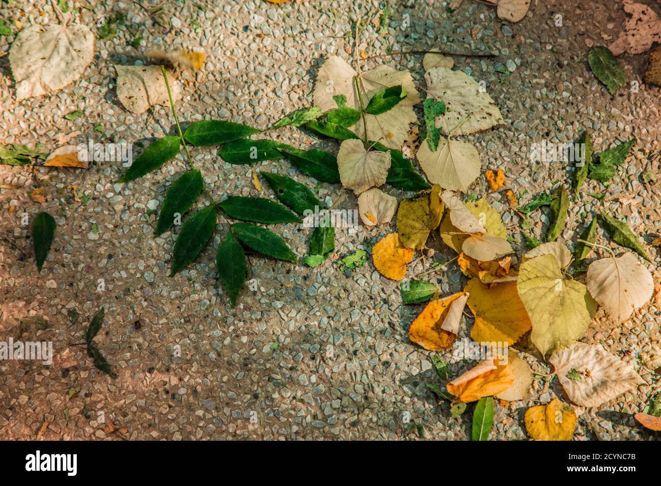 Autumn leaves background / Dry leaves fallen to the ground in the park ...
