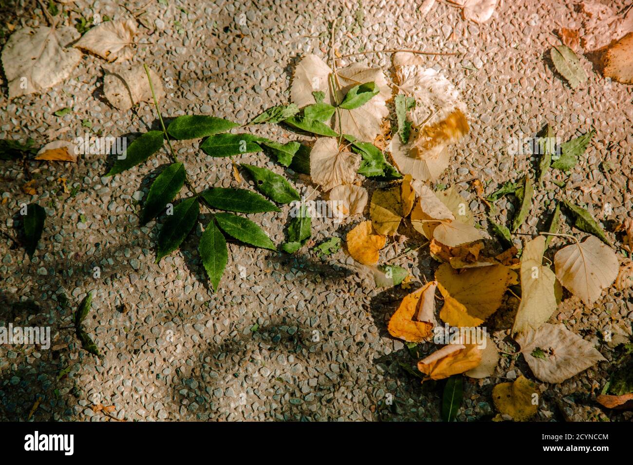 Autumn leaves background /  Dry leaves fallen to the ground in the park, natural condition Stock Photo