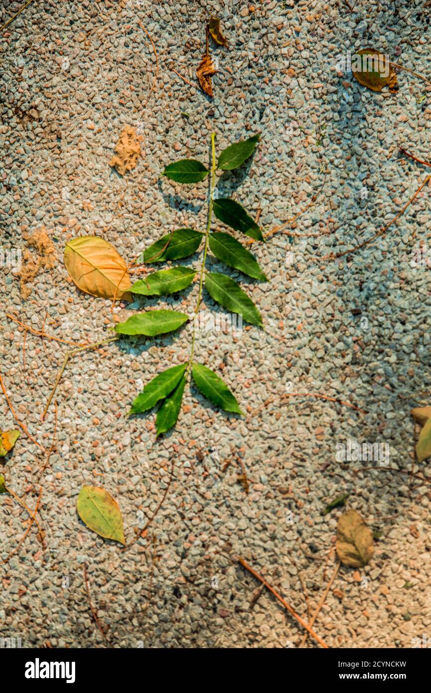 Autumn leaves background / Dry leaves fallen to the ground in the park ...