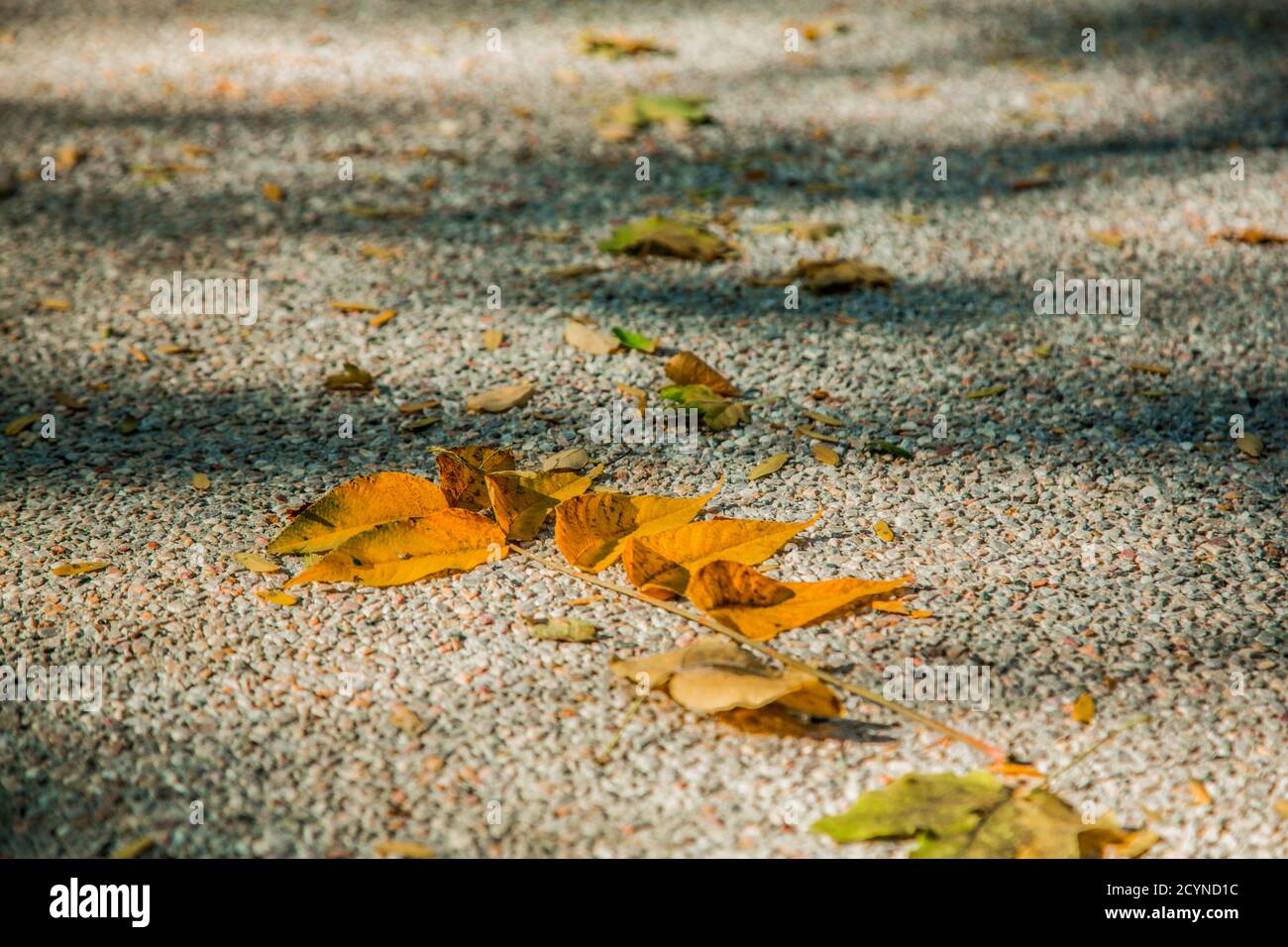 Autumn leaves background / Dry leaves fallen to the ground in the park ...