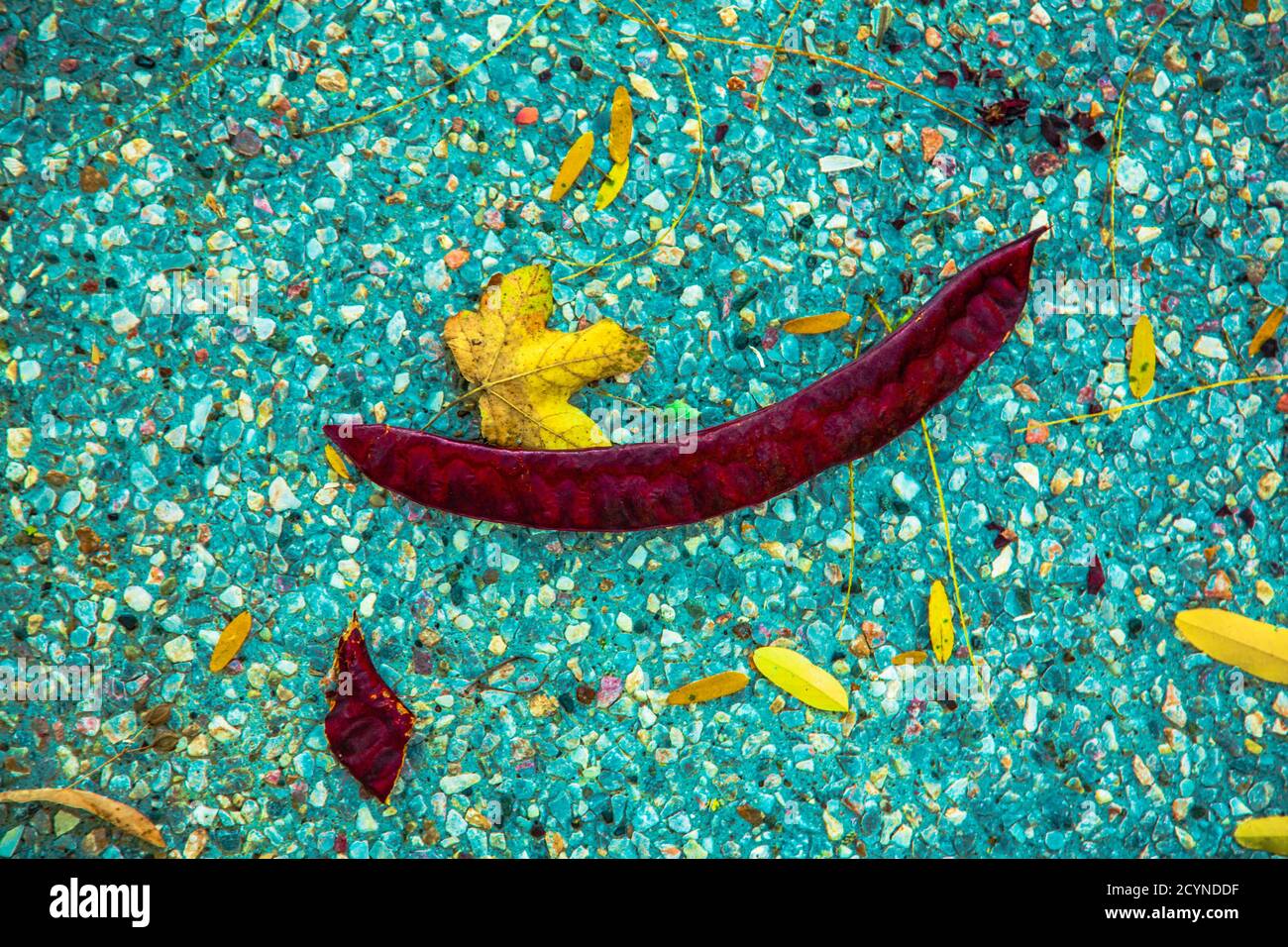 Carob Bean /  Dry leaf fallen to the ground in the park, natural condition Stock Photo