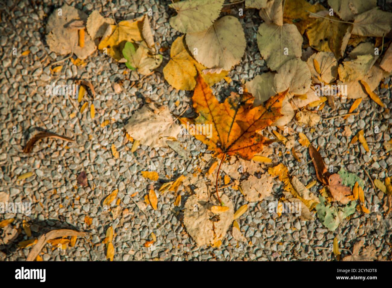 Autumn leaves background / Dry leaves fallen to the ground in the park ...