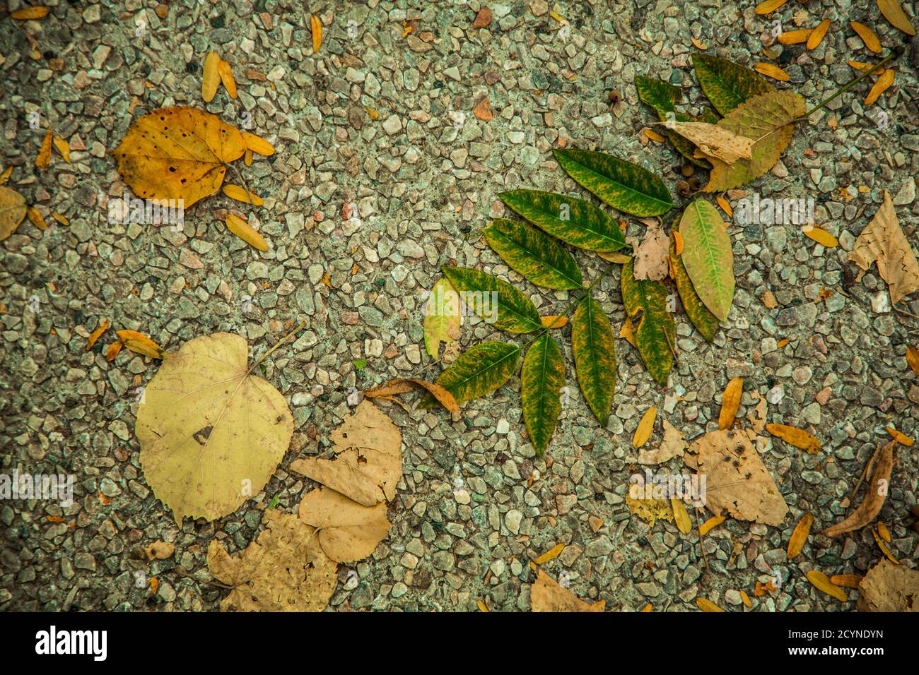 Autumn leaves background /  Dry leaves fallen to the ground in the park, natural condition Stock Photo