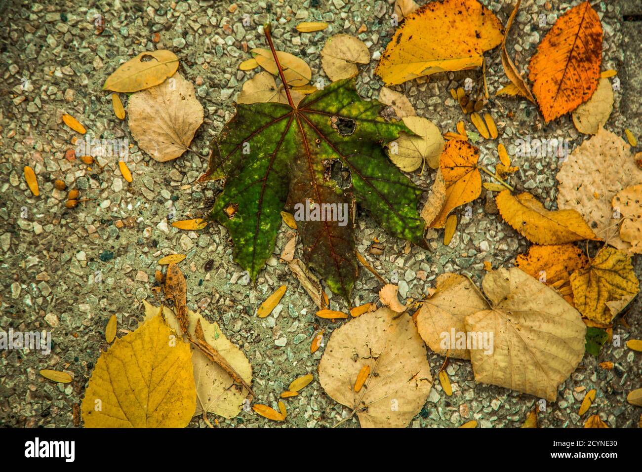 Autumn leaves background / Dry leaves fallen to the ground in the park ...