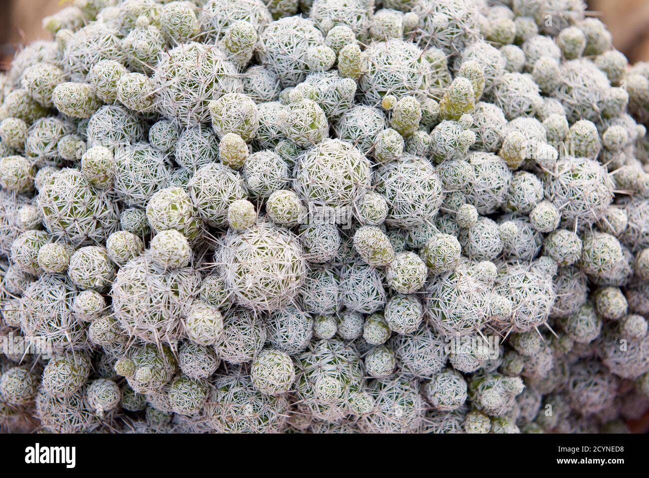Detail of plants in a garden Stock Photo