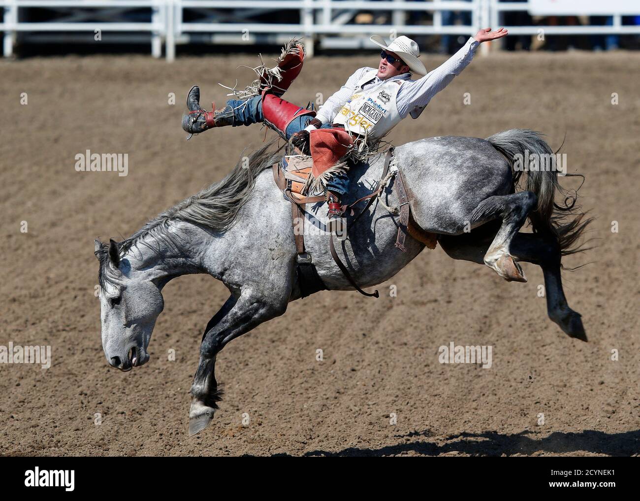 Kaycee Field of Spanish Fork, Utah, rides the horse Mucho Dinero to a first place finish in the bareback event during the final day of the Calgary Stampede rodeo in Calgary, Alberta, July 13, 2014. REUTERS/Todd Korol  (CANADA - Tags: SPORT ANIMALS SOCIETY) Stock Photo
