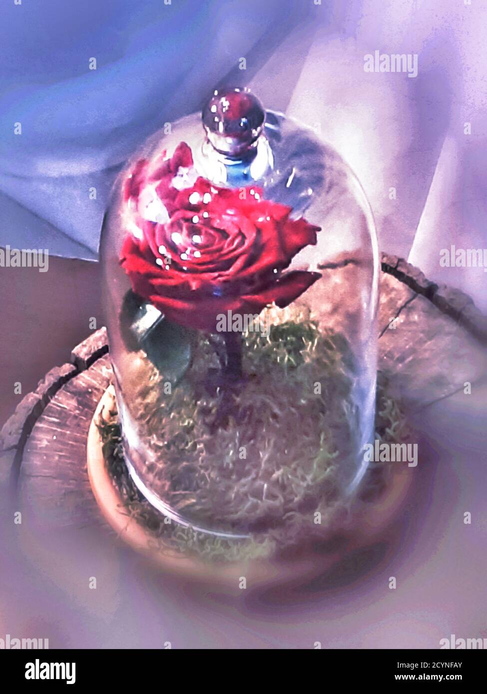 Red rose under glass bell. Stock Photo