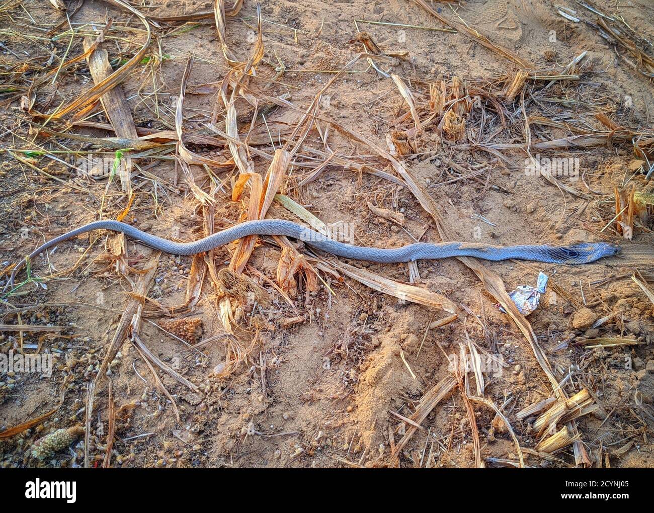 Dead Ophiophagus hannah (King cobra ) is one of the most venomous snakes on the planet. Stock Photo