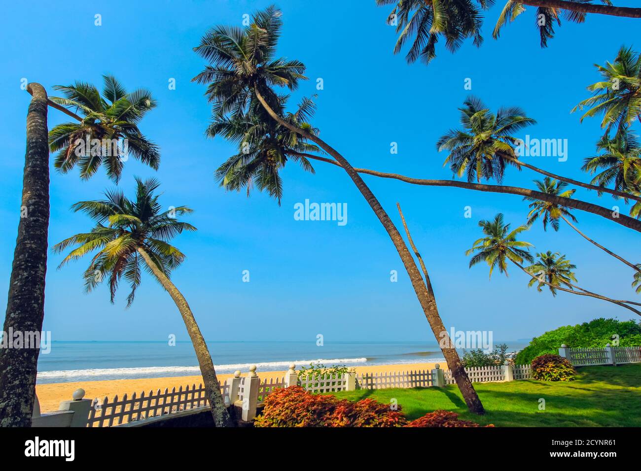 Leaning palm trees at beautiful, unspoilt, deserted Kizhunna Beach, south of Kannur on the state's north coast; Kizhunna, Kannur, Kerala, India Stock Photo