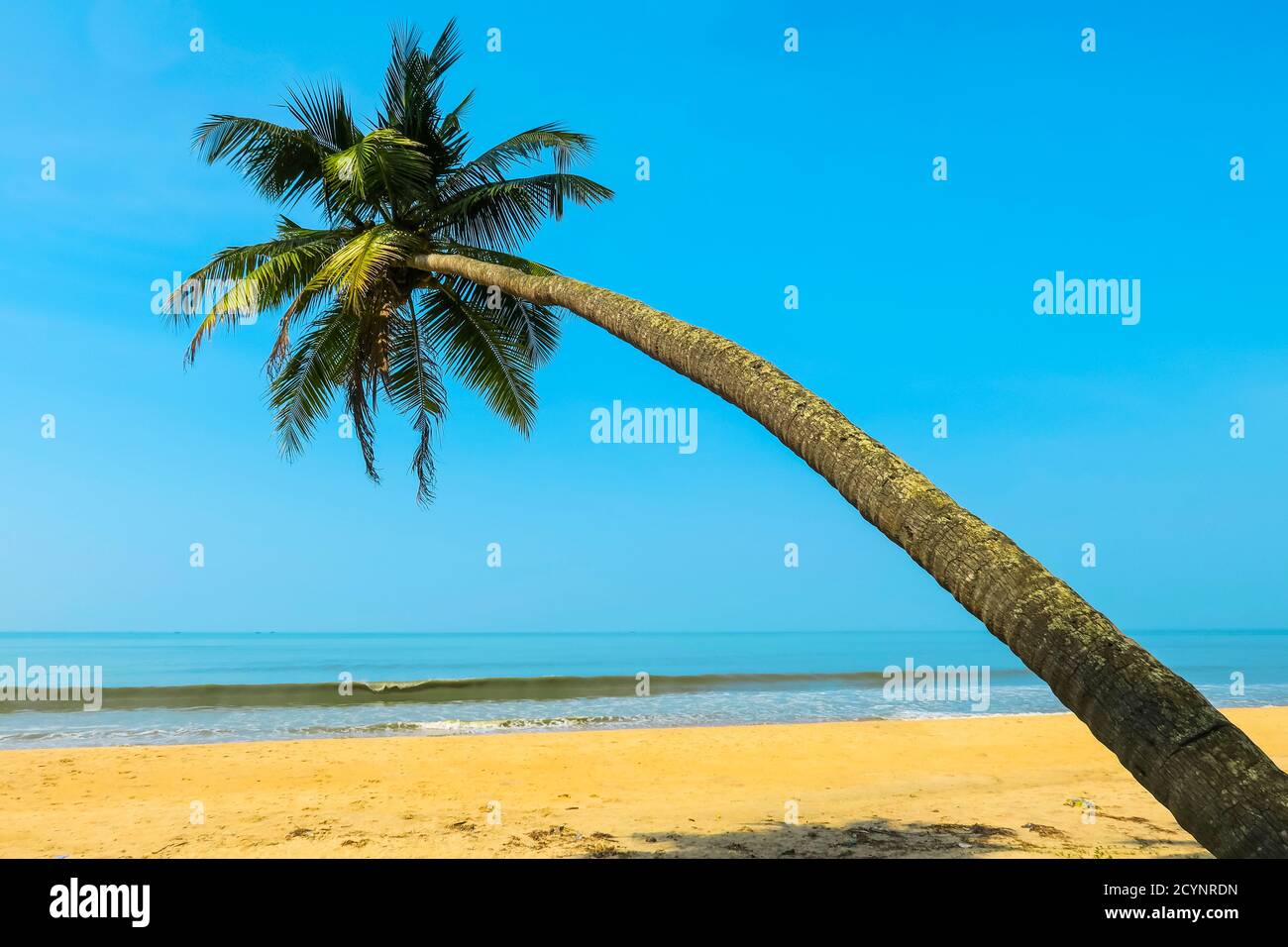 Leaning palm tree at beautiful, unspoilt, deserted Kizhunna Beach ...