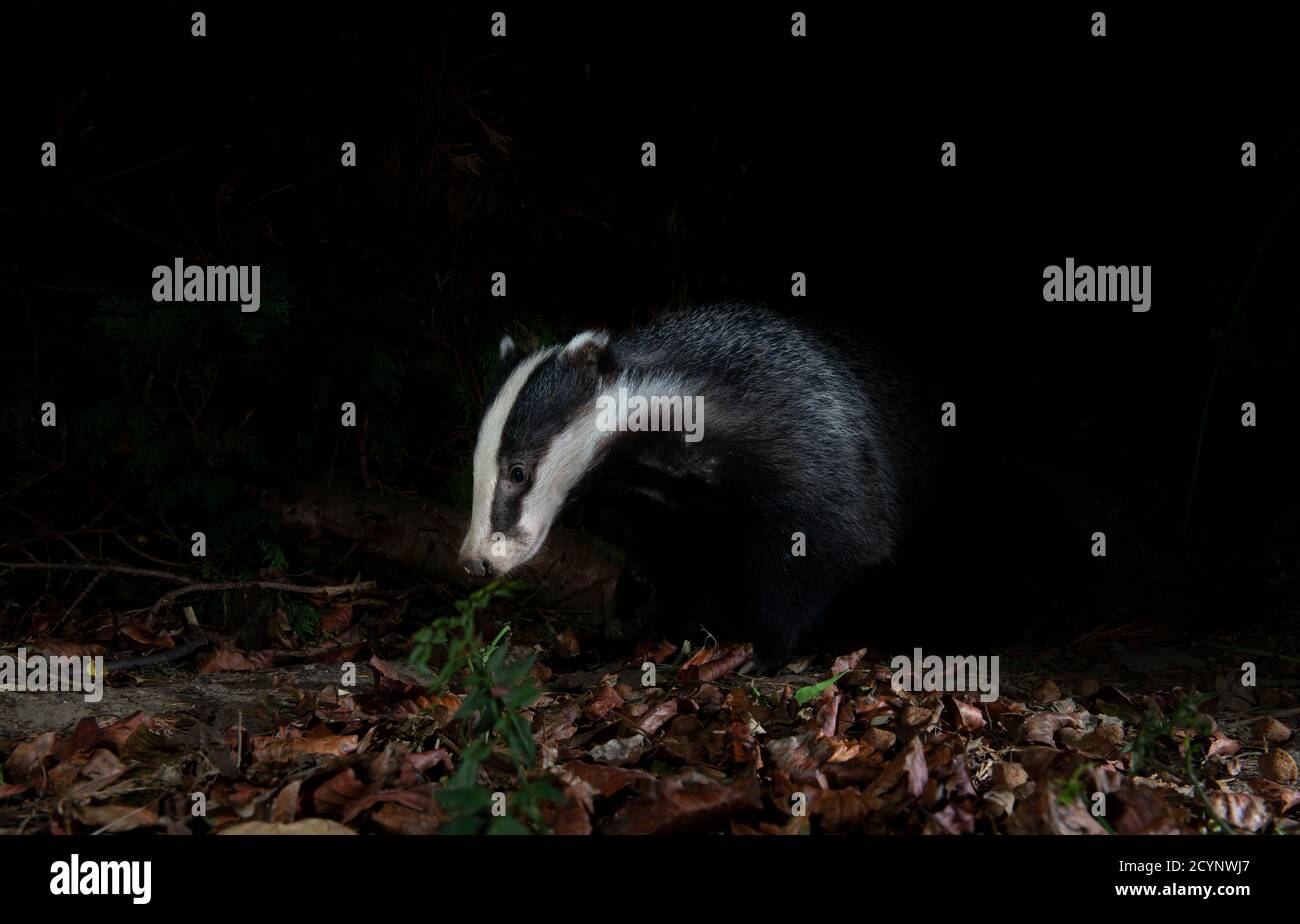Badger at night in dead leaves sitting with neck curved and head down Stock Photo