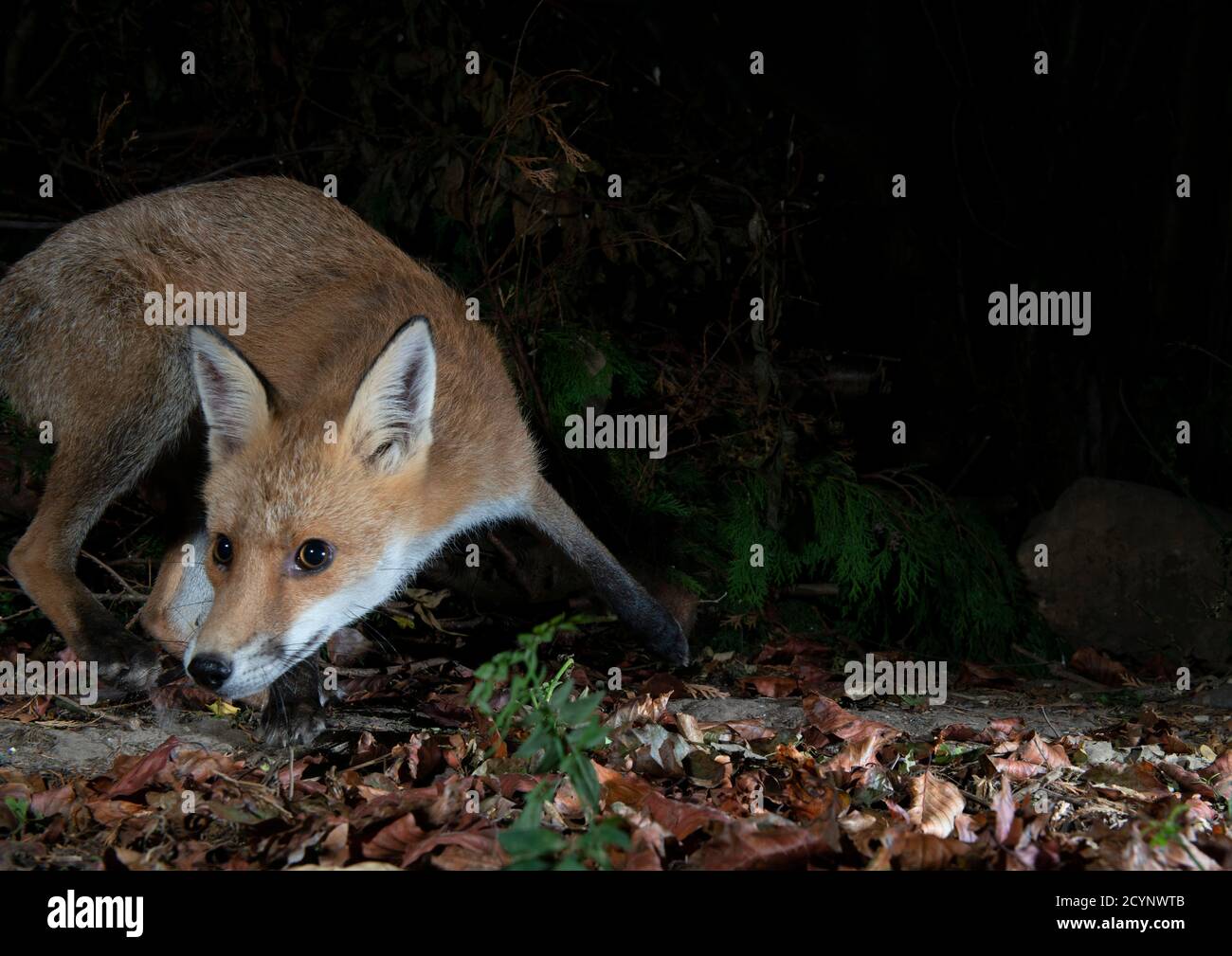 Fox on lefthand side of picture with curled body crouching low in defence, challenging or looking curious posture Stock Photo