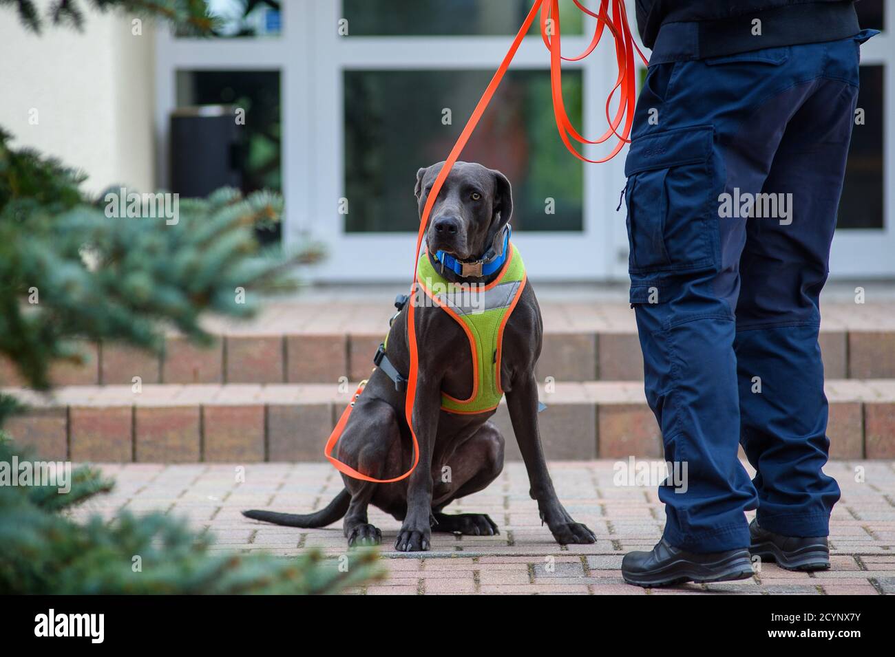 Bad Schmiedeberg, Germany. 02nd Oct, 2020. A service dog, which is used as a mantrailer, is waiting for its training in the service dog handler school (DHFS) of the Saxony-Anhalt state police. The Minister of the Interior of the state visited the police school to hand over the newly built kennel building. About 1.7 million Euros had been invested in the new building. Credit: Klaus-Dietmar Gabbert/dpa-Zentralbild/ZB/dpa/Alamy Live News Stock Photo