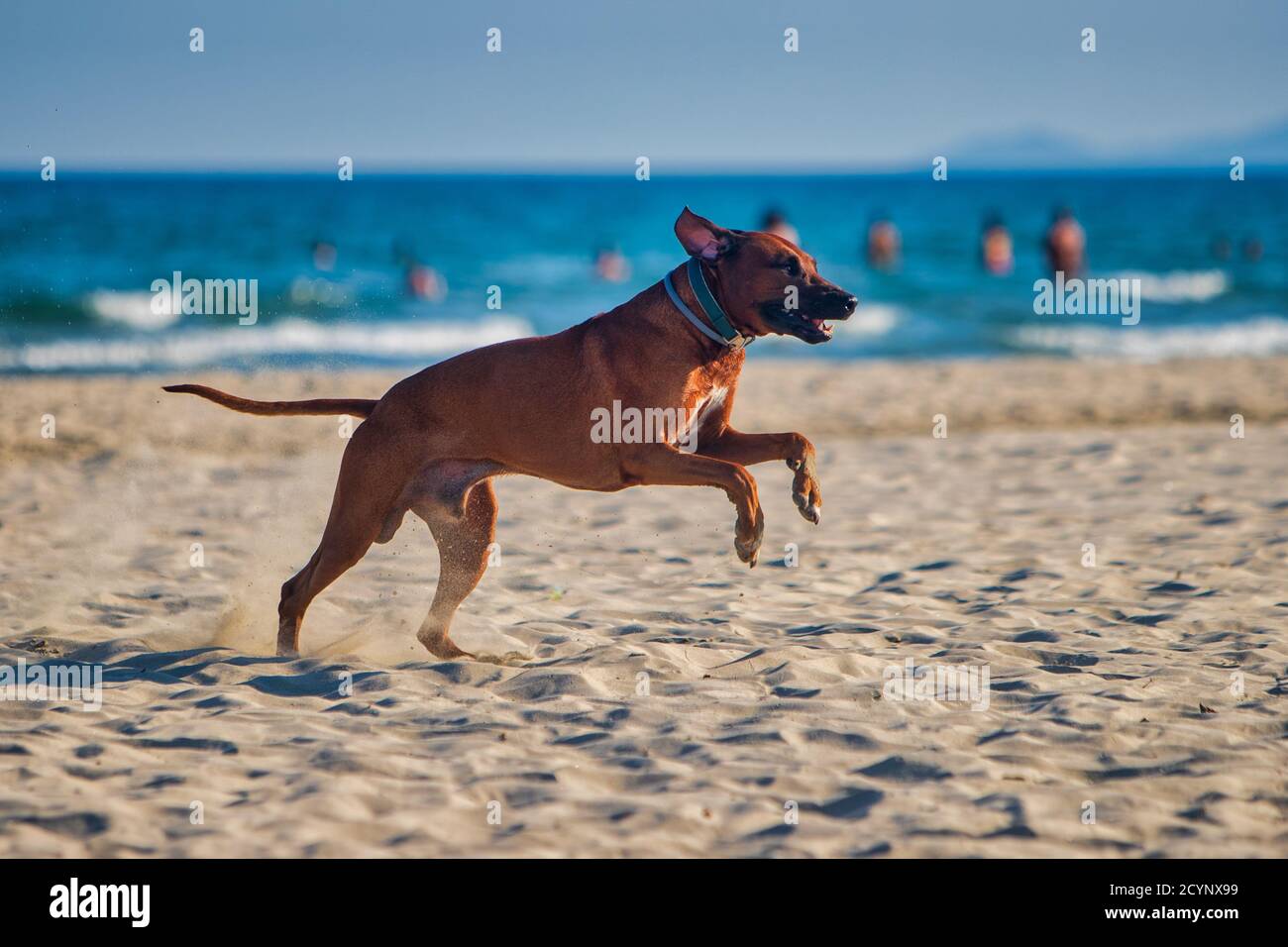 Dog Running Ball Rhodesian Ridgeback High Resolution Stock Photography ...