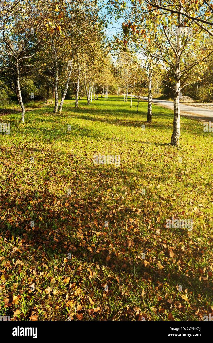 Park with birch alley and footpath. Beautiful scene in early autumn. Seasons, nature and parks. Stock Photo