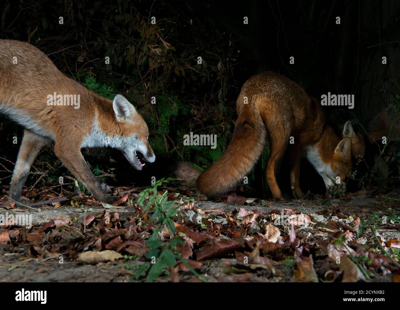 Three foxes at night the one behind challenging one in front of it which is foraging and the third is behind  the foraging one Stock Photo