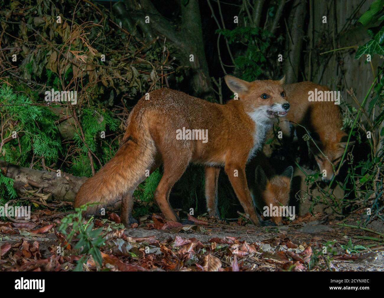 Three foxes at night one with mouth open the other two standing beside with heads down Stock Photo