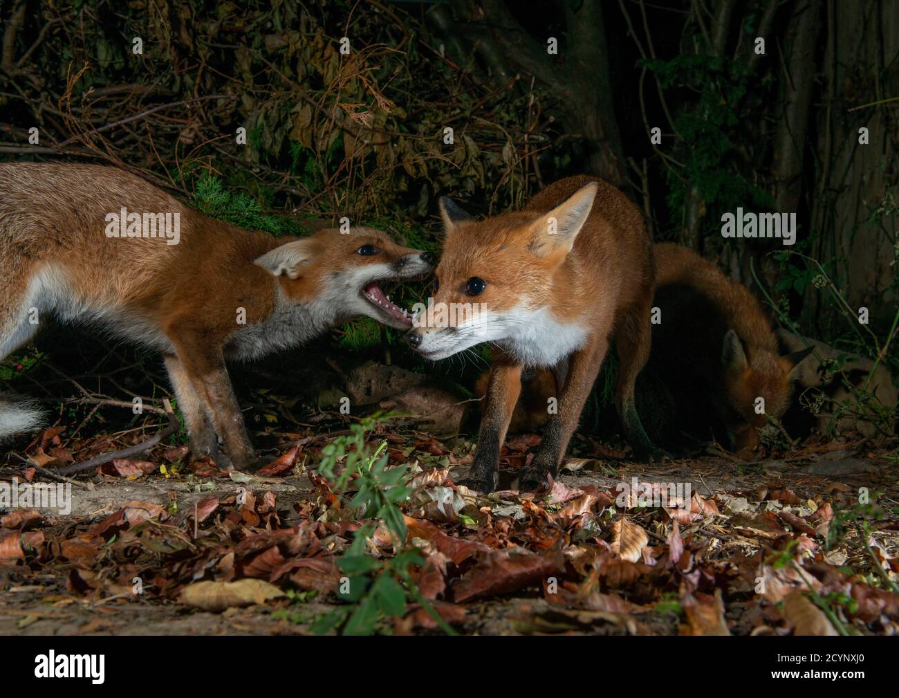 Three foxes one showing aggressive behaviour one submissive and one eating, at night Stock Photo