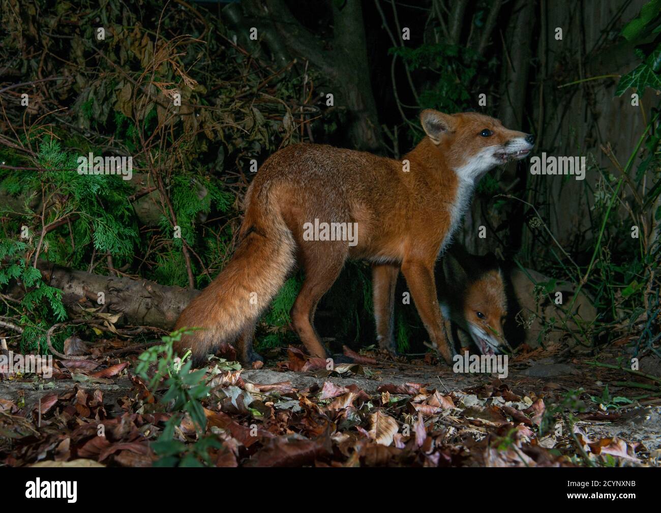 Two foxes one standing above the other with ears back and teeth barred the other is approaching with head on the ground Stock Photo