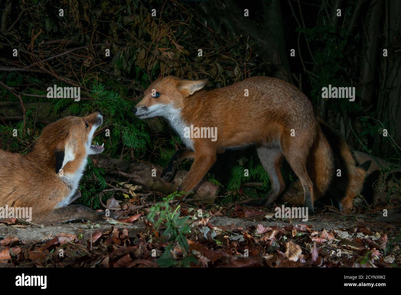 Red foxes, both with mouths open challenging each other for territory Stock Photo