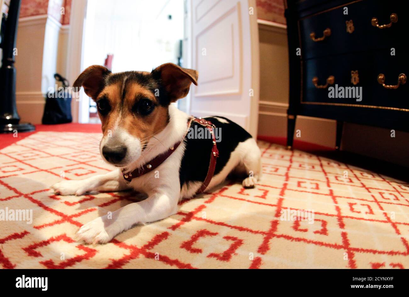 dog friendly blankets