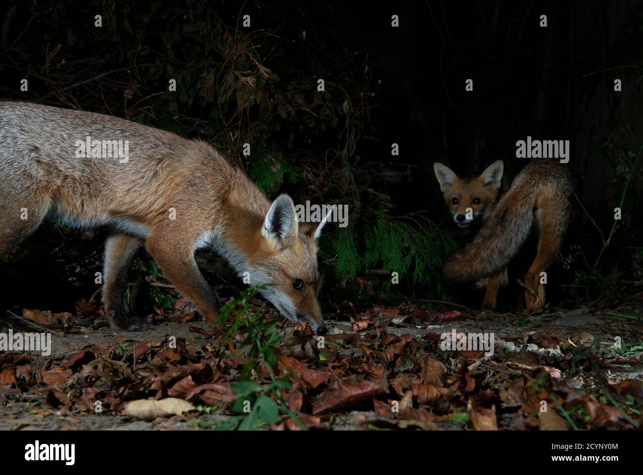 Two foxes at night one is searching the ground and the other has tail curled round looking behind over it's shoulder Stock Photo