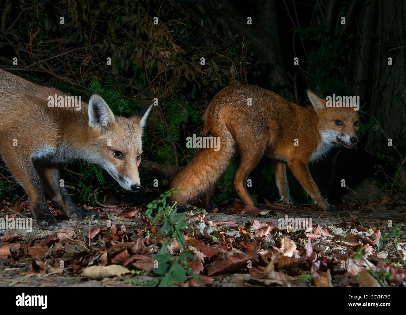 Two foxes at night one submissive and one with teeth barred challenging the other Stock Photo