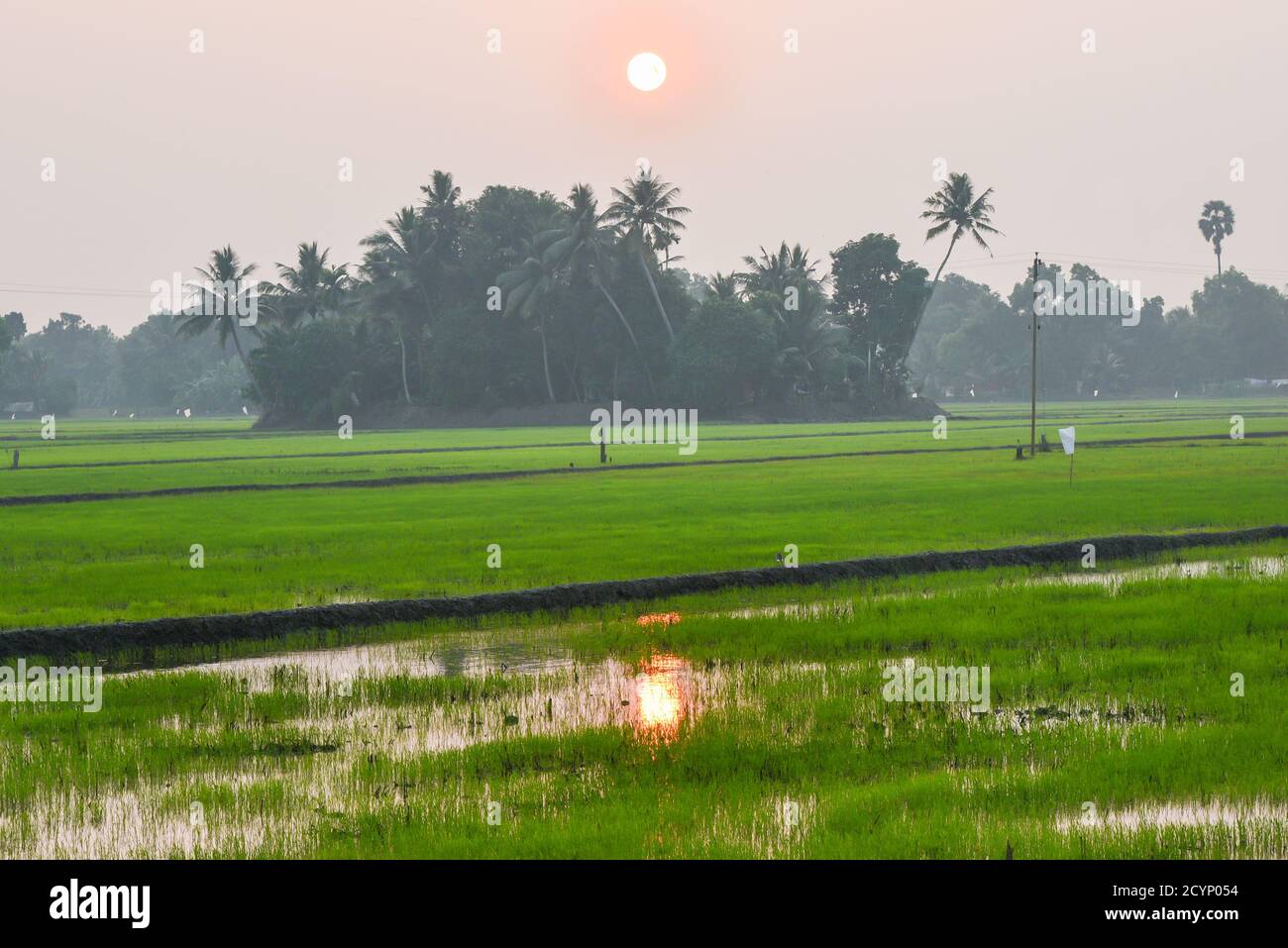 ALAPPUZHA, INDIA beautiful sunset with lush green field of paddy cultivation or  Indian farmland on  Alleppey Kuttanad Kerala, Stock Photo