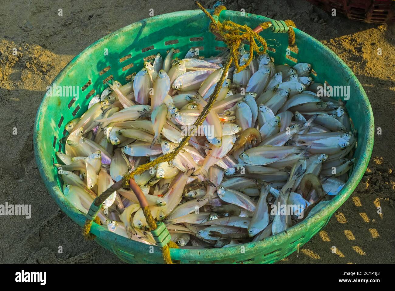 White sardines (Escualosa thoracata), an important local catch, in fishing basket; Kizhunna, Arabian Sea, Kannur, Kerala, India Stock Photo