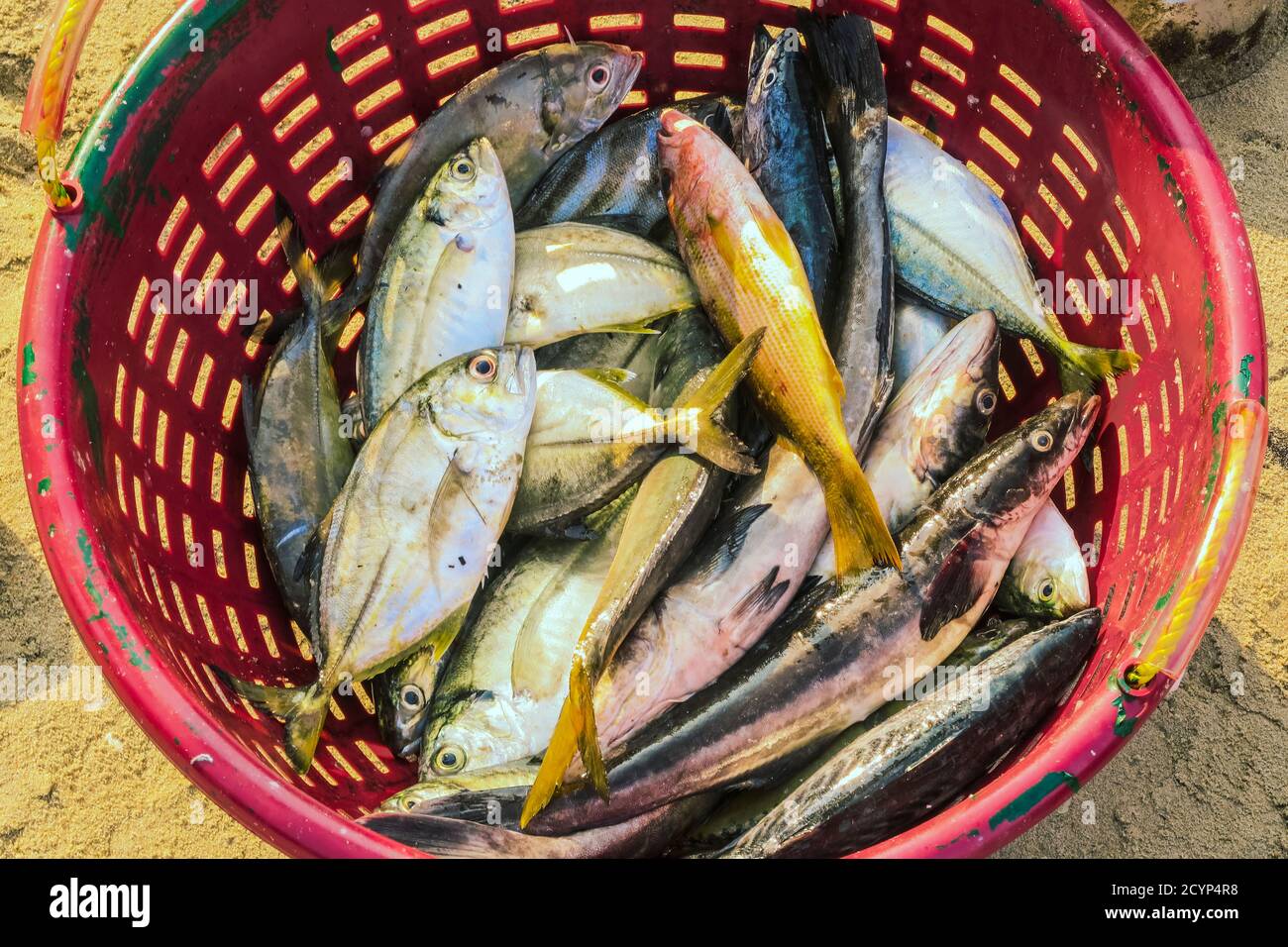 Jack Fish (Carangidae) & Black King Fish or Cobia (Rachycentron) in