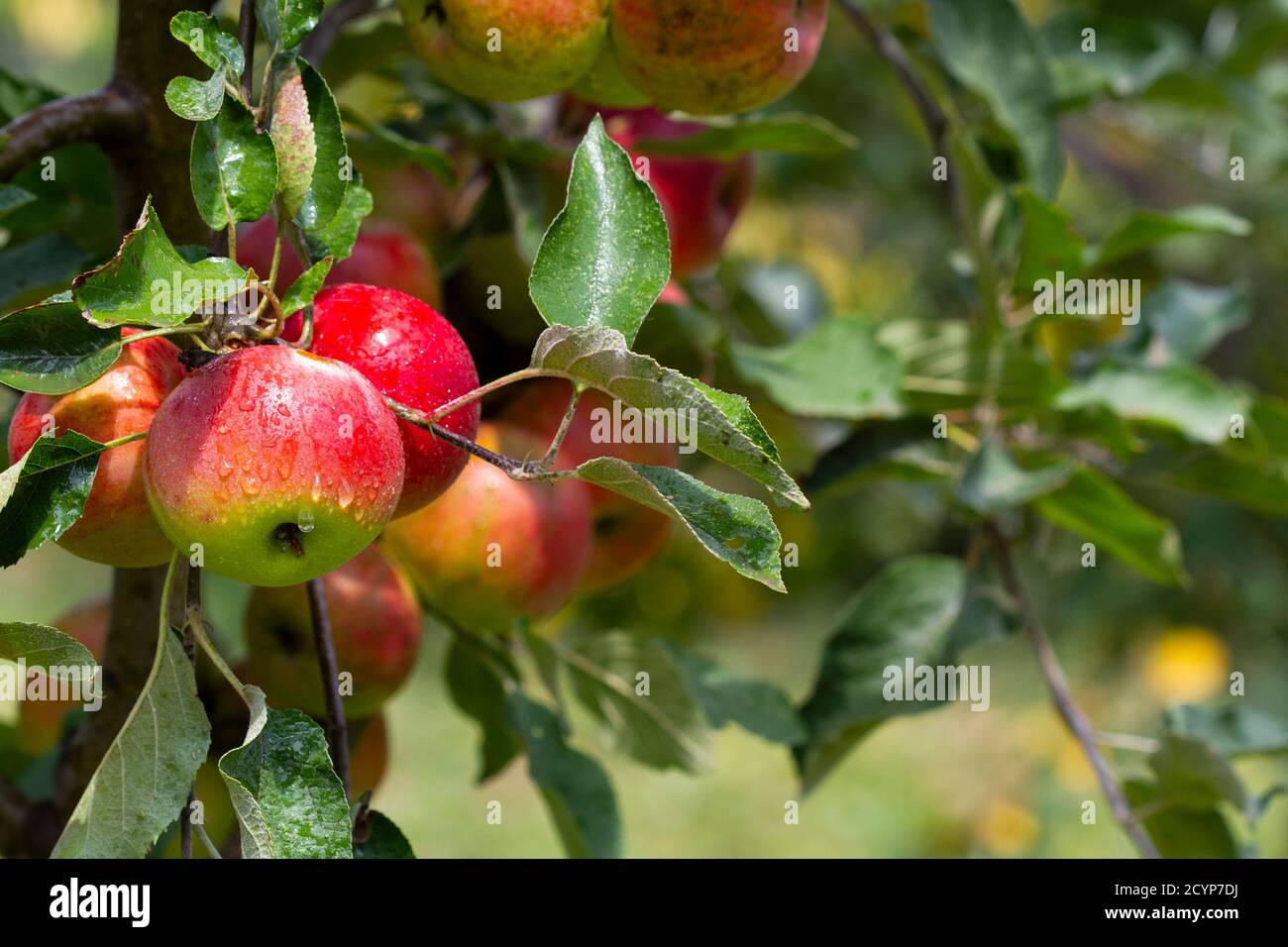 Ripe apples on a tree branch after rain Stock Photo - Alamy