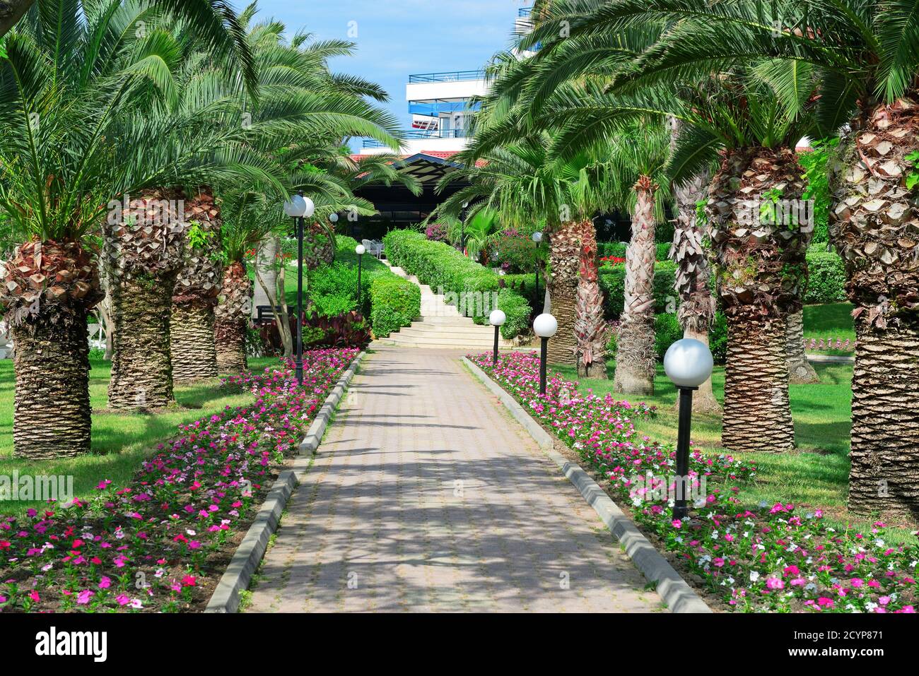 Beautiful palm alley in the park. Stock Photo