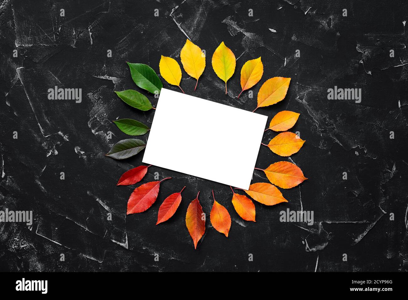 Download Blank Card Mockup And Frame Of Autumn Colored Leaves On Black Stone Background Modern Stationery Scene Beautiful Autumn Composition Autumn Wedding Stock Photo Alamy