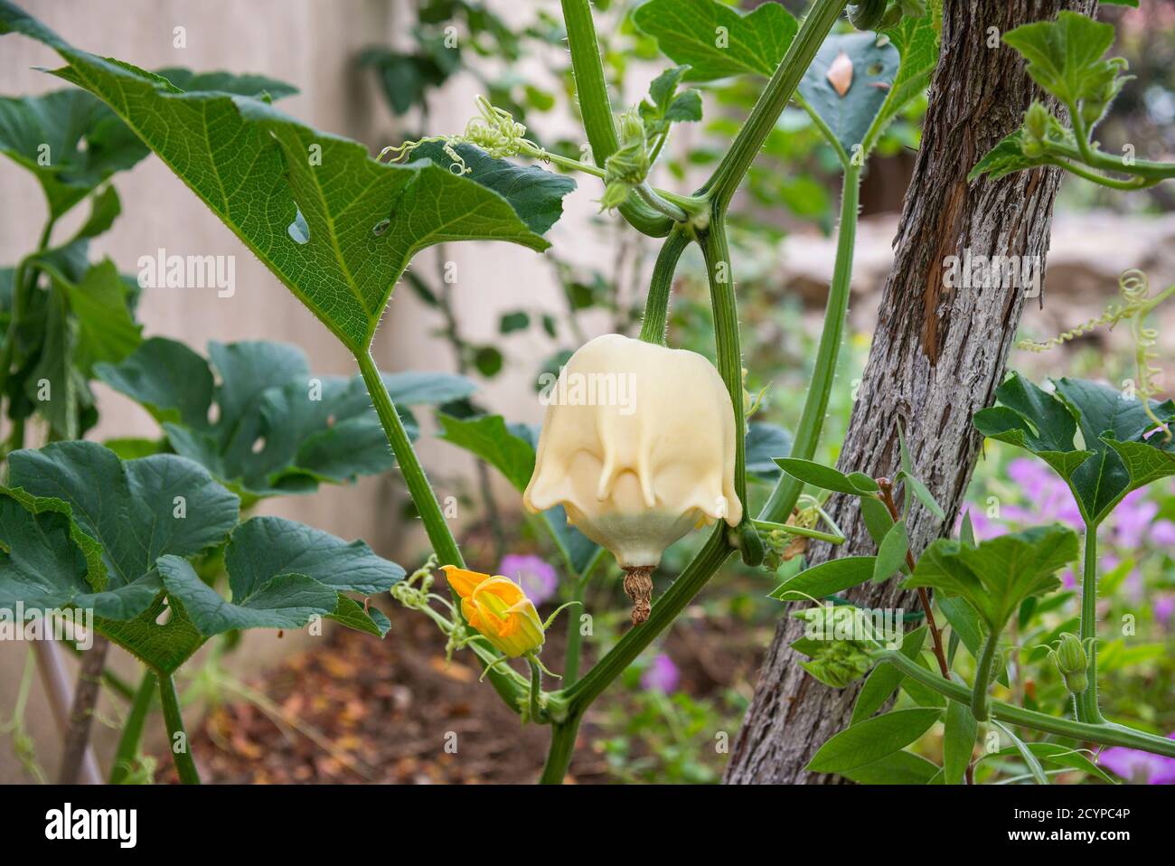 Pumpkin growing in the garden Stock Photo - Alamy