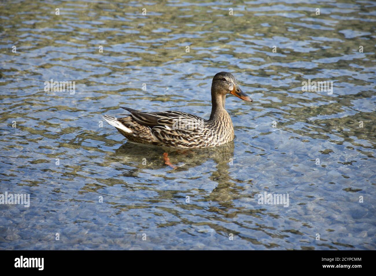 Ente, Stockente, Wildente, Schwimmente, Wasser, Ufer, schwimmen, Wasser, Tier, Schnabel, Welle, Wellen, steinig, seicht, See, Weißensee, Kärnten, Natu Stock Photo