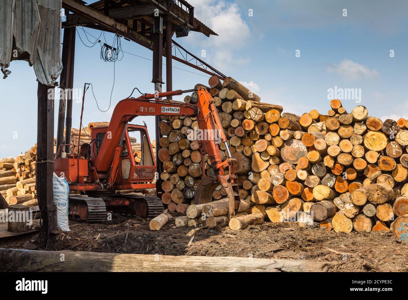 A bulldozer is sorting timber logs at the sawing hut of a plywood factory in Sandakan, Sabah, Malaysia. Stock Photo