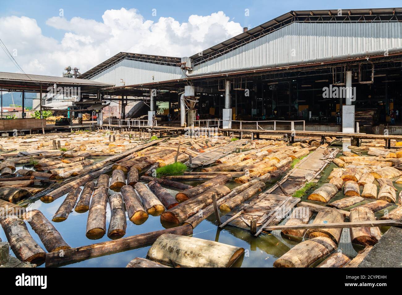 Log pond of a plywood factory in Sandakan, Sabah, Malaysia. The timber